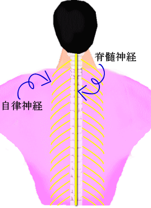 背骨と脊髄神経＆自律神経の画像