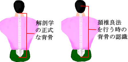 背骨の認識画像