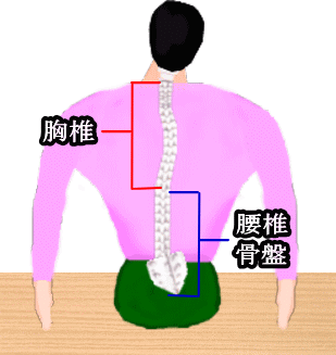 胸椎・腰椎・骨盤のイラスト画像