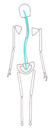 骨格と背骨の歪みのイラスト画像