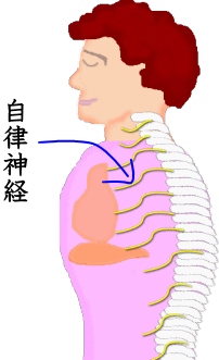 背骨と自律神経(横断面)のイラスト画像