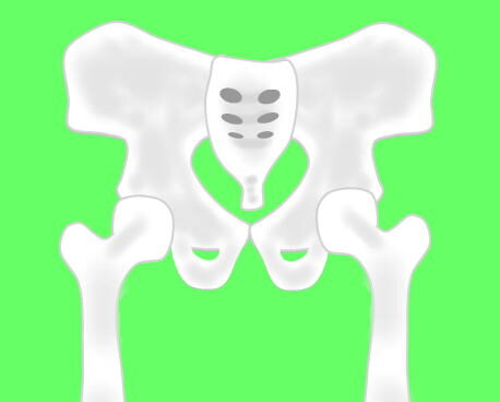 骨盤と股関節のイラスト